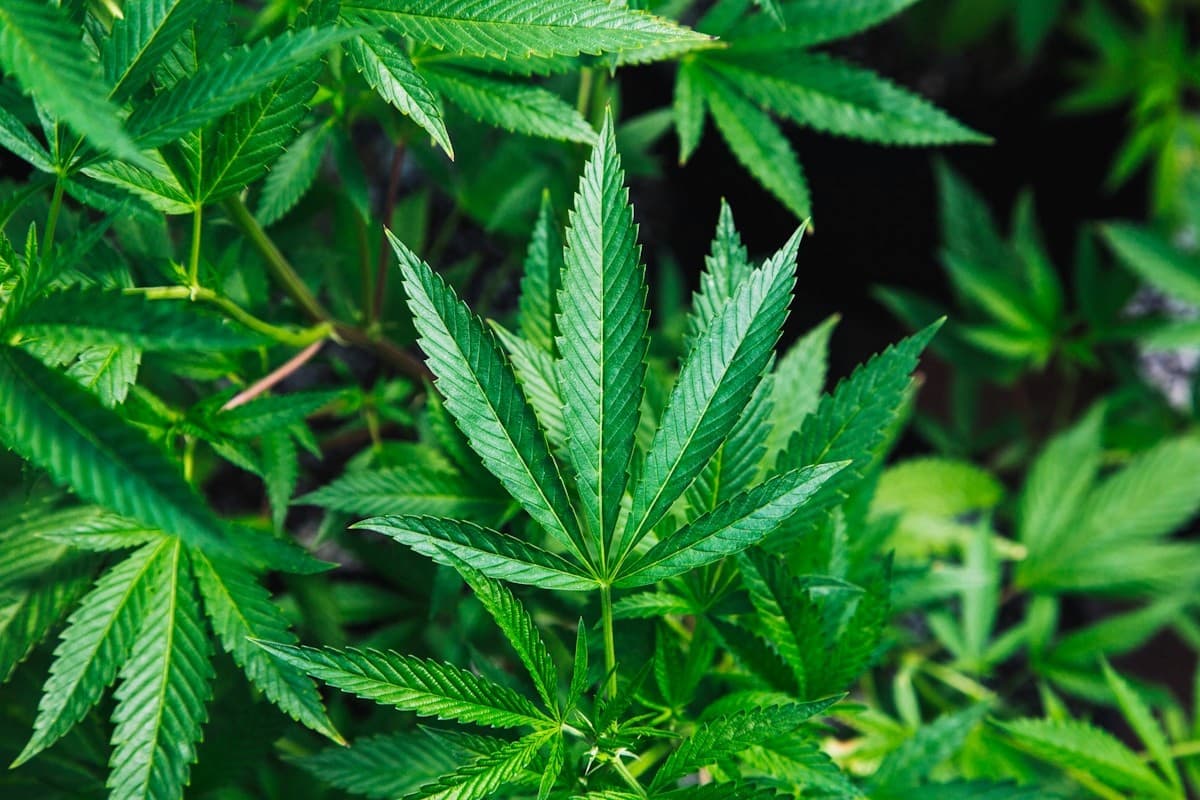 Planta de cannabis cultivada